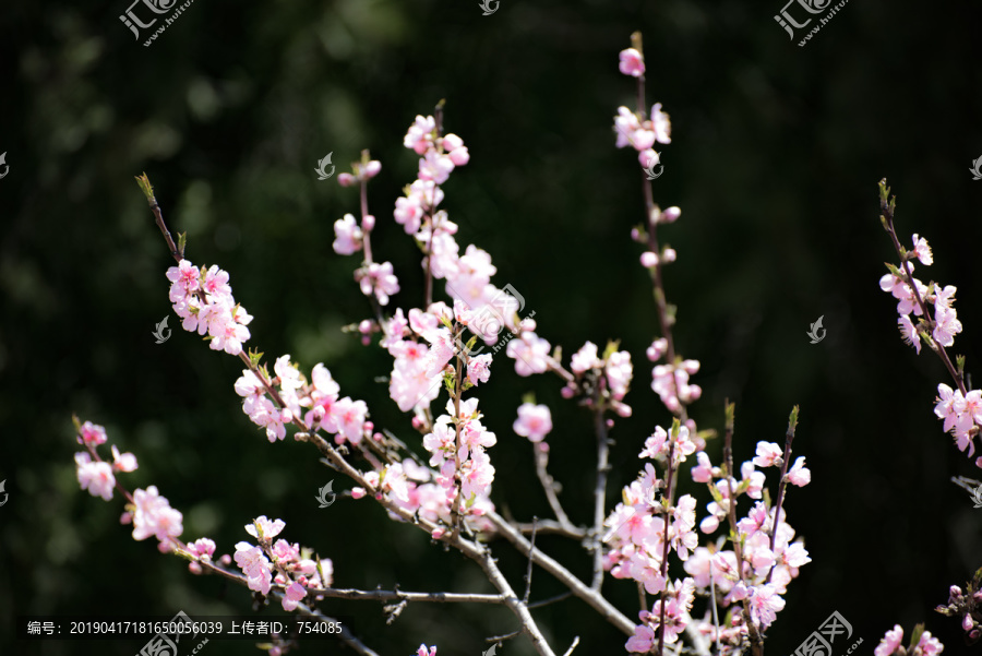 花朵