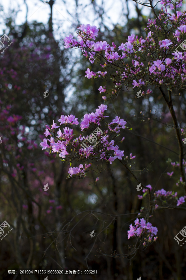 杜鹃花