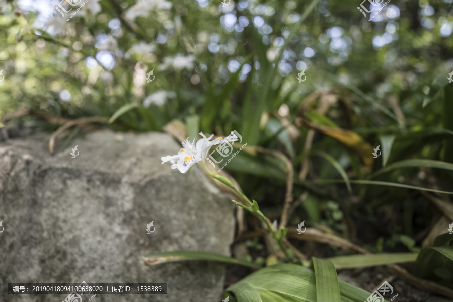 蝴蝶花