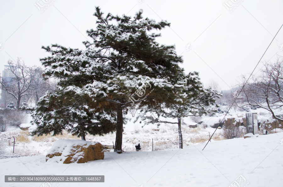 鞍山孟泰公园一株雪挂松树