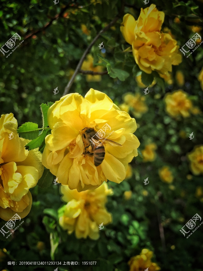 蜜蜂钻进花里面