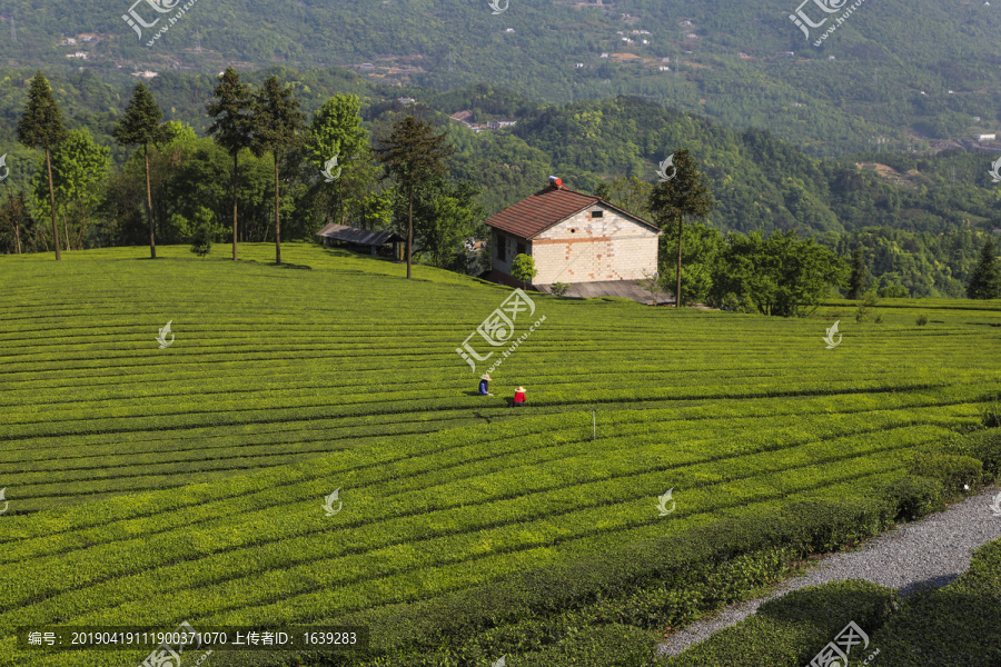 绿茶基地