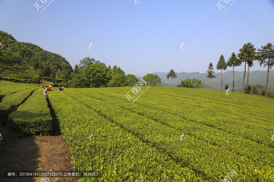 绿茶基地