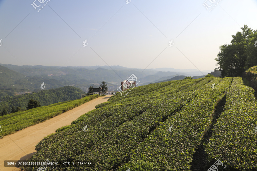 茶叶基地