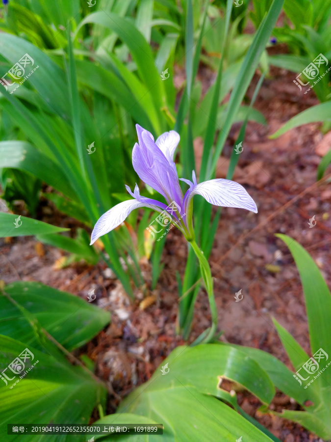 马莲花马兰花