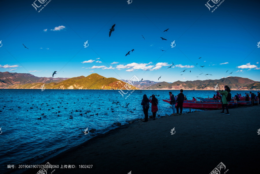 泸沽湖海鸥