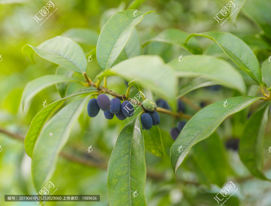 木樨