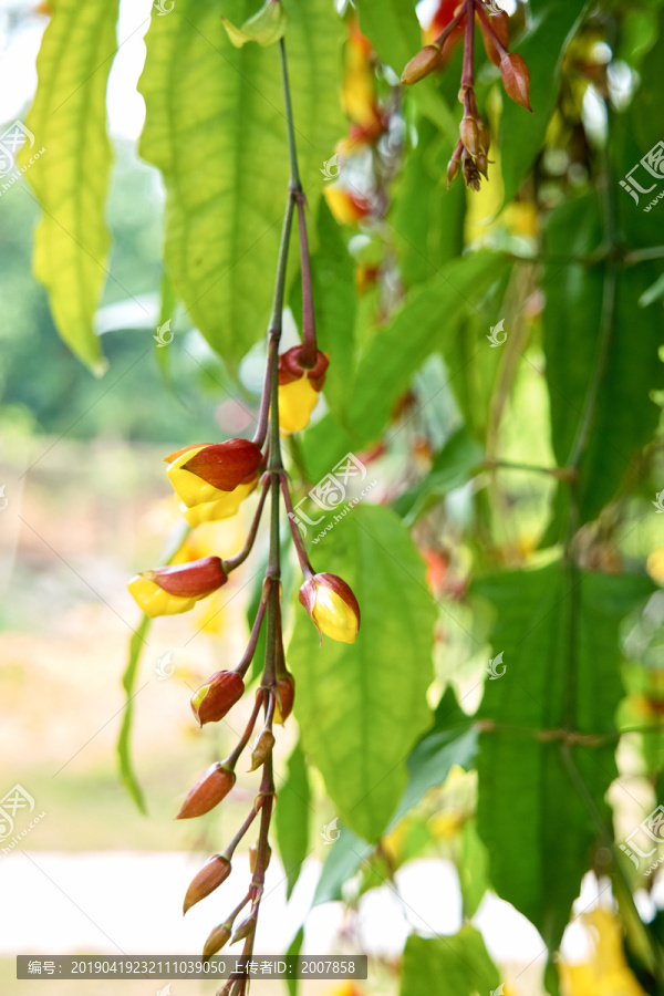 禾花雀