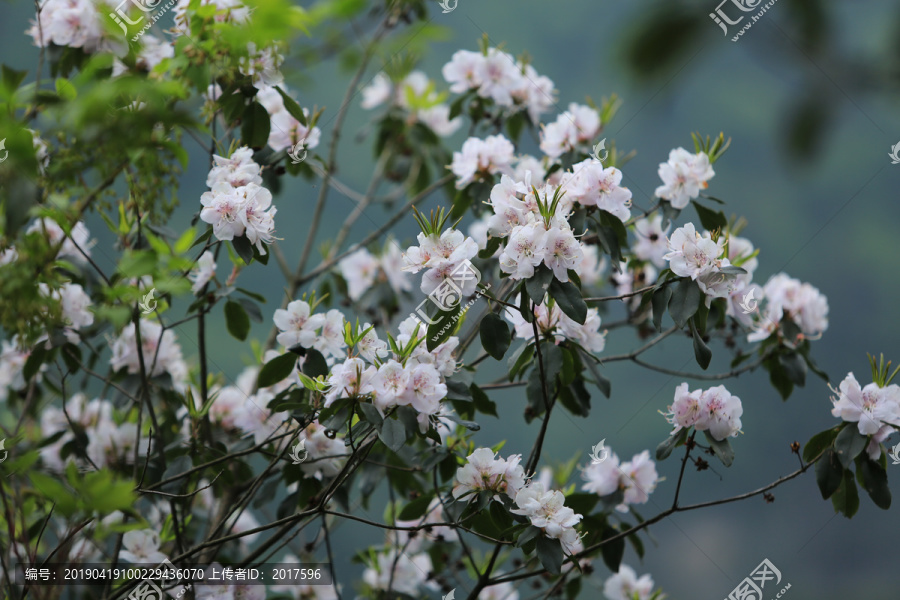 野生杜鹃花