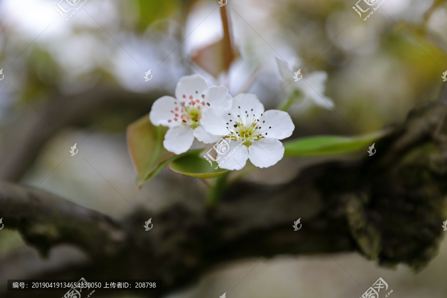 高清梨花