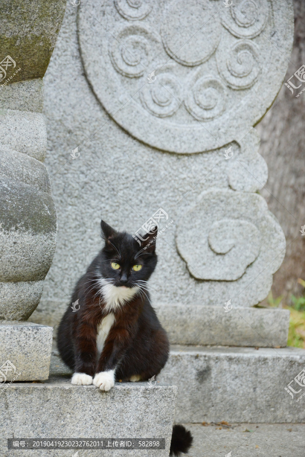 流浪猫