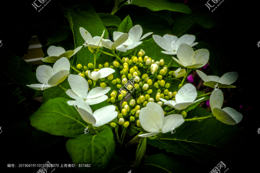 美丽的琼花