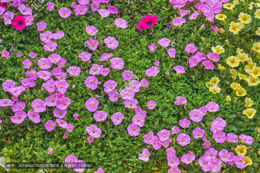 高清鲜花背景