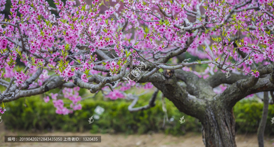 桃树花