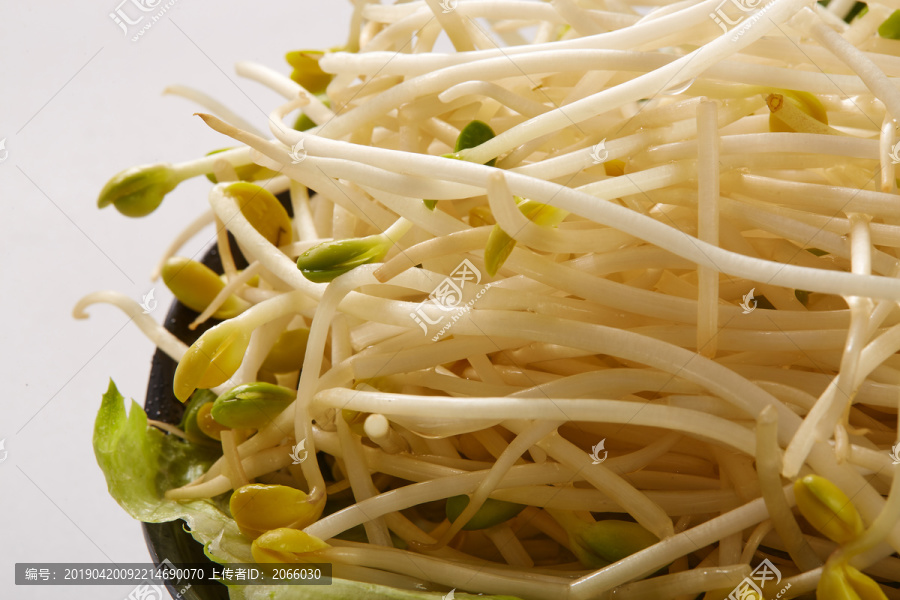 豆芽菜特写