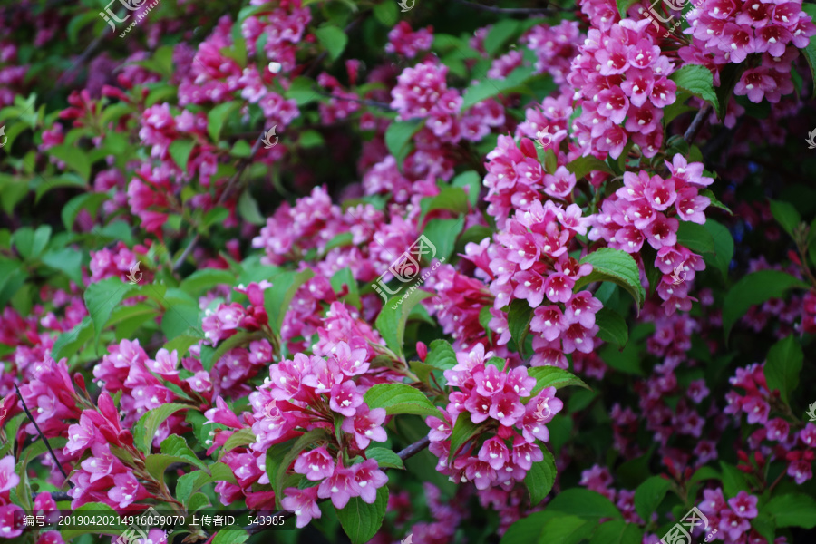 锦带花