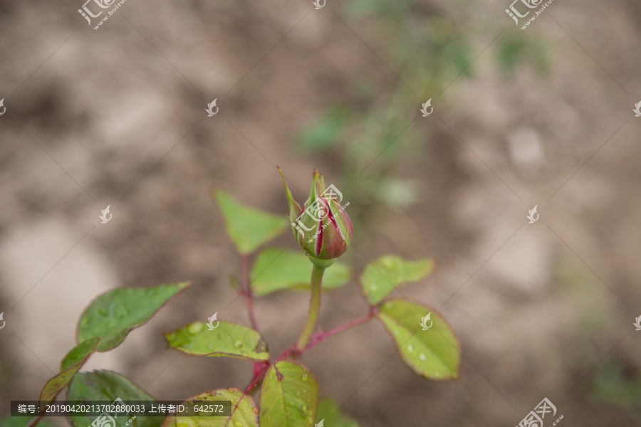 月季花