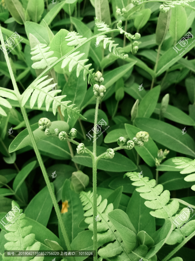 野菜蕨菜绿植北欧