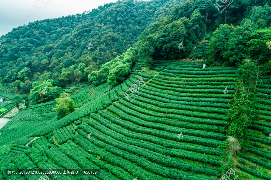 杭州西湖龙井茶园