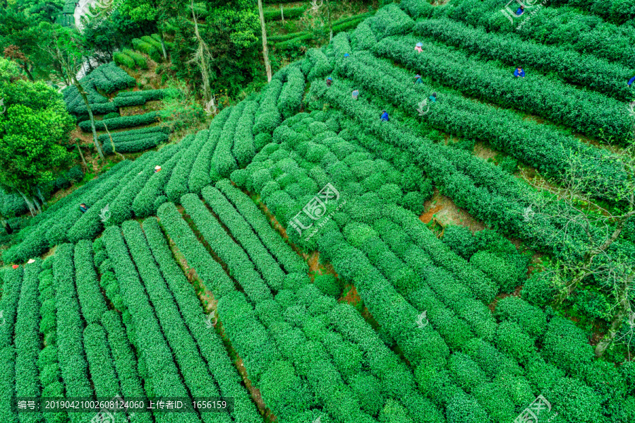 杭州西湖龙井茶园