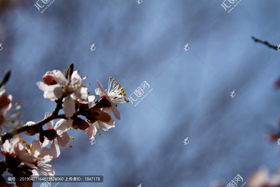 山桃花