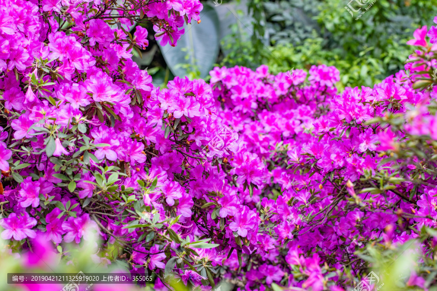 杜鹃花