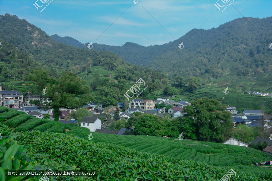 龙井茶园