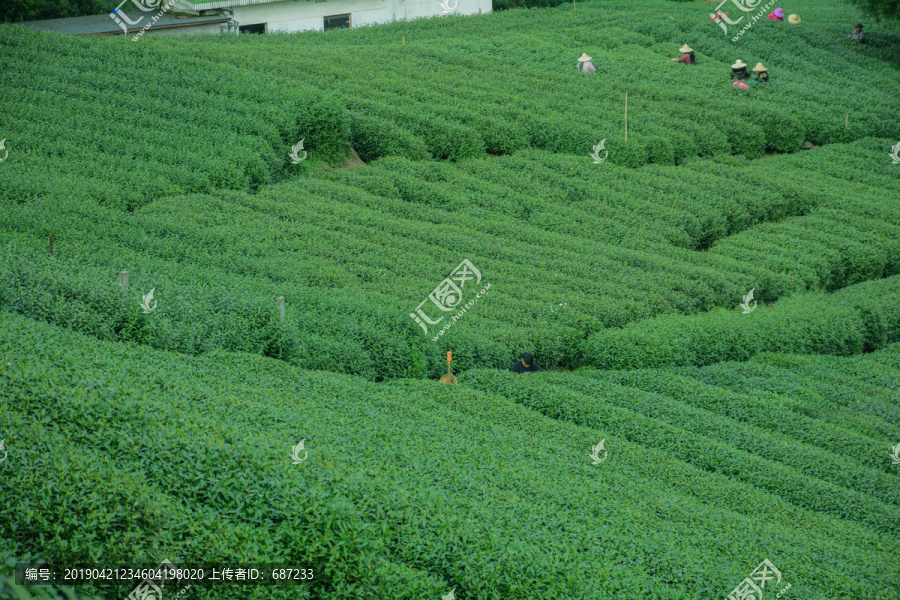 龙井茶园