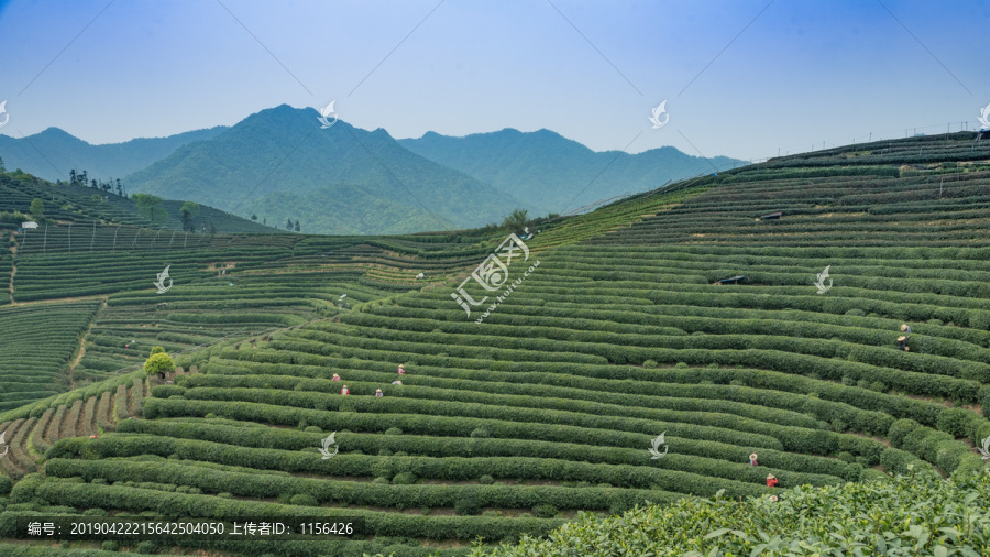 茶叶种植基地