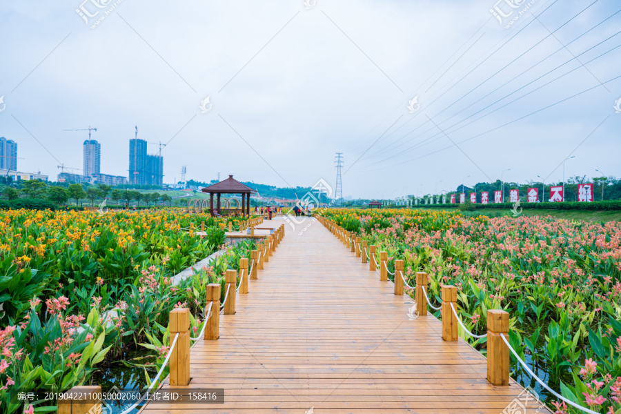 田间小路木板路美人蕉种植苗圃