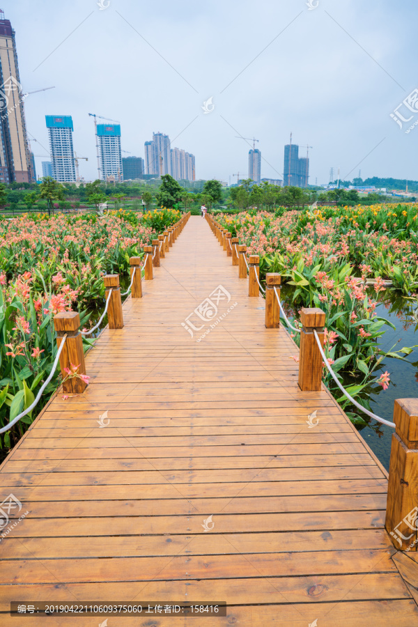 那考河湿地公园步道美人蕉花海