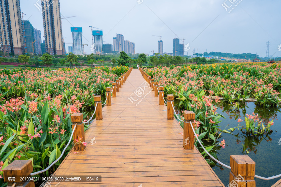 那考河湿地公园木板路美人蕉花海