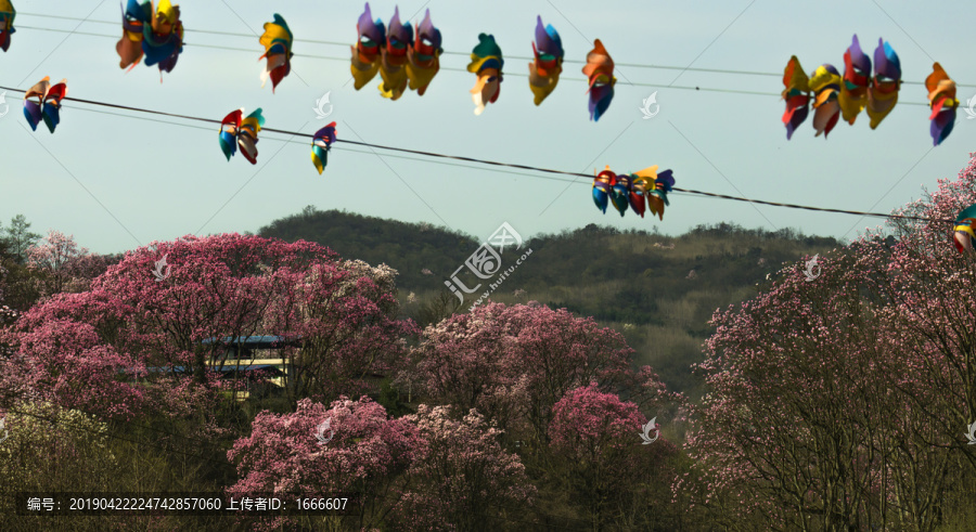 吴家后山辛夷花