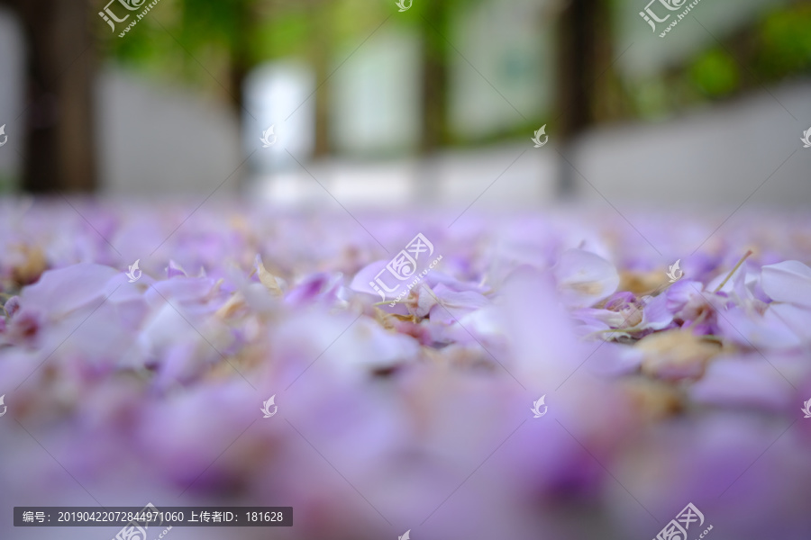 紫花瓣