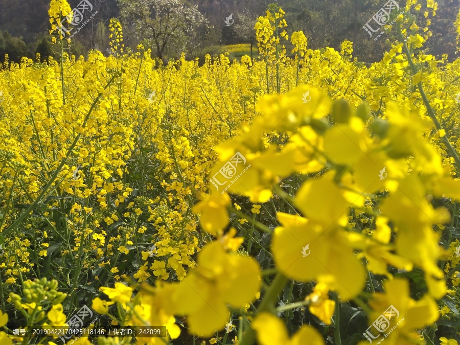 油菜花