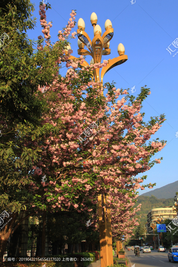 樱花树与玉兰路灯街景