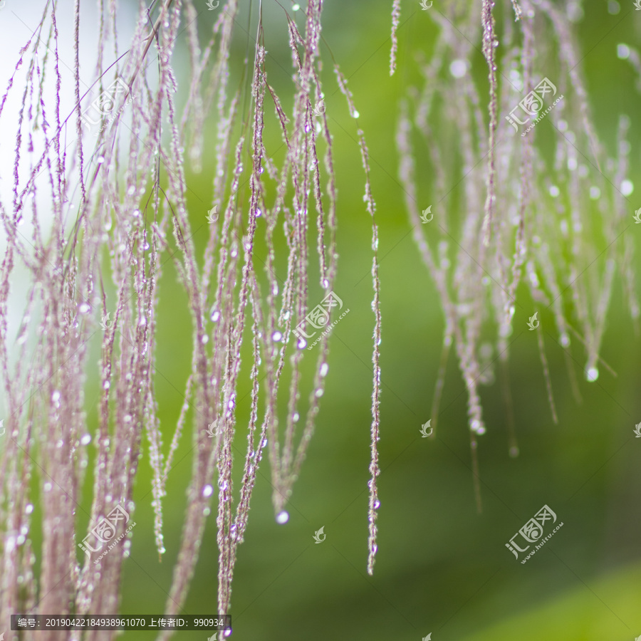 植物