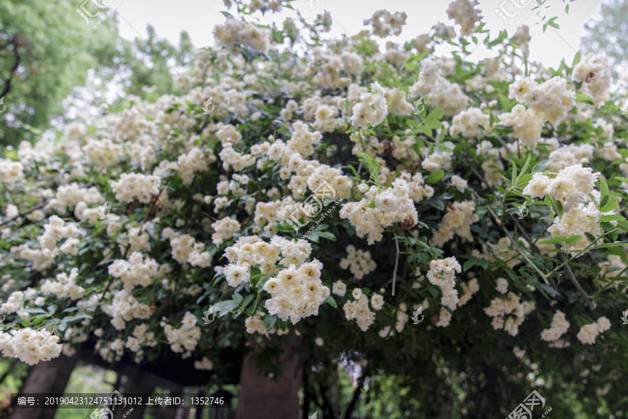 木香花