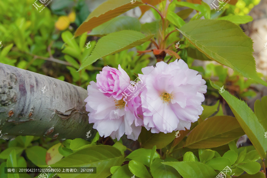 樱花