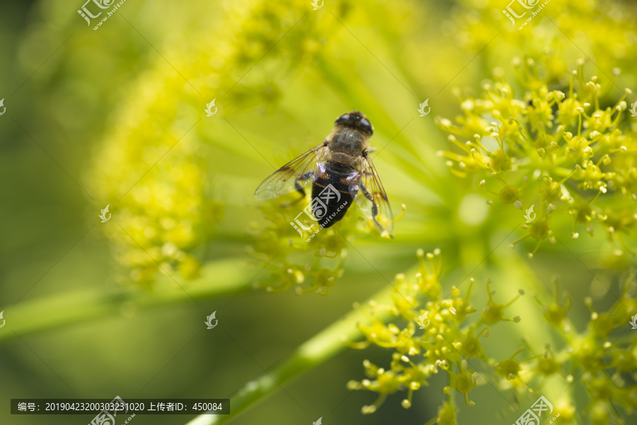 蜜蜂