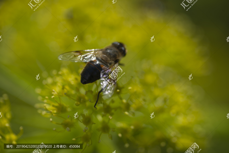 蜜蜂