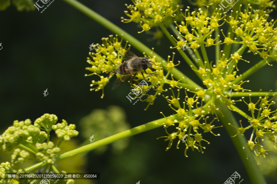 黄花