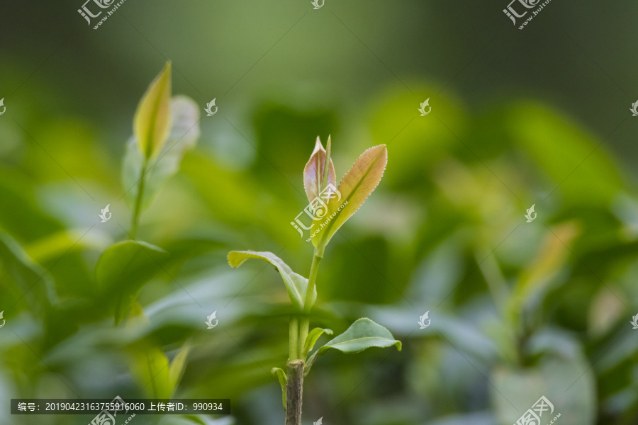 茶叶特写