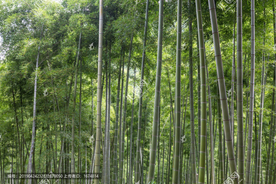 竹枝