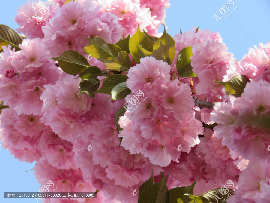 樱花特写