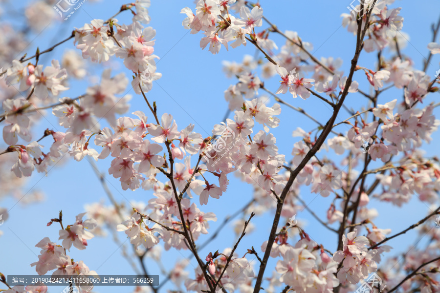 樱花素材