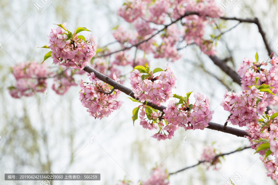 樱花素材