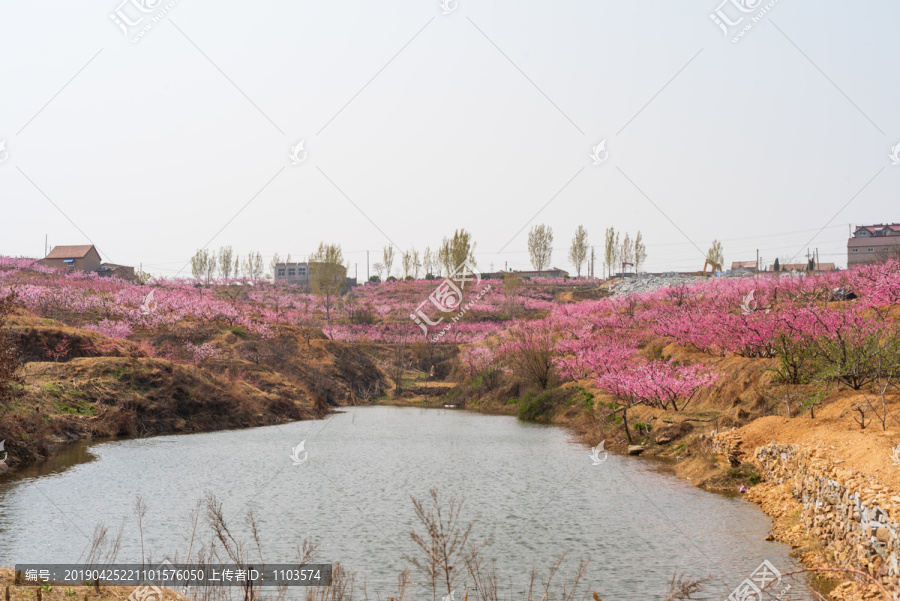 山东蒙阴桃花开满山37