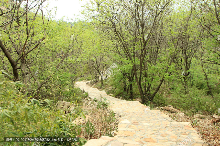 山间小路树林小路