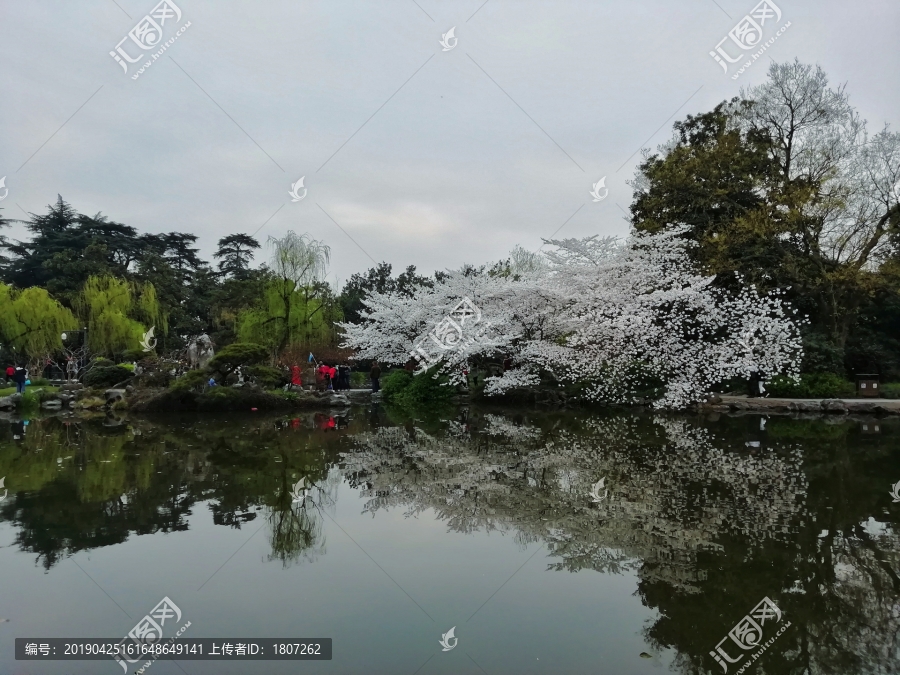 樱花倒影